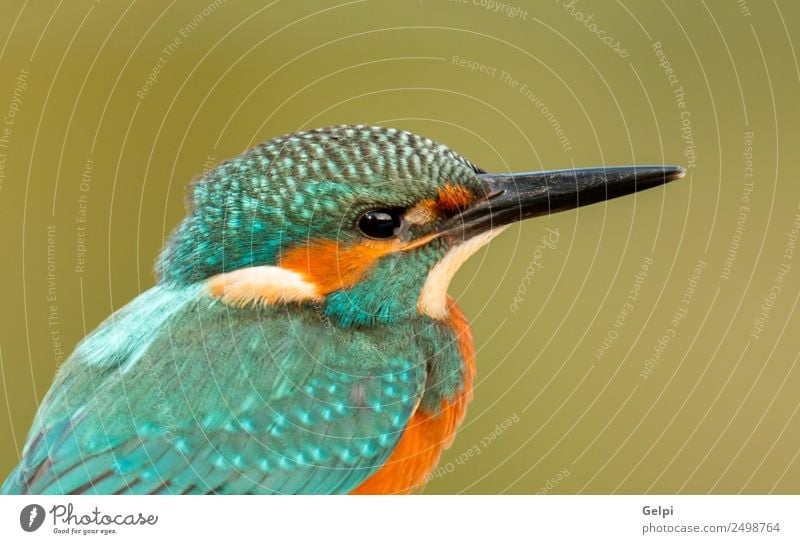 Kingfisher perched Exotic Beautiful Adults Environment Nature Animal Park Bird Observe Natural Wild Blue Green White Colour Beak branch Ornithology common