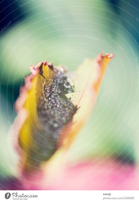 butterfly Nature Drops of water Plant Leaf Glittering Natural Small Photomicrograph Colour photo Exterior shot Close-up Detail Macro (Extreme close-up) Deserted