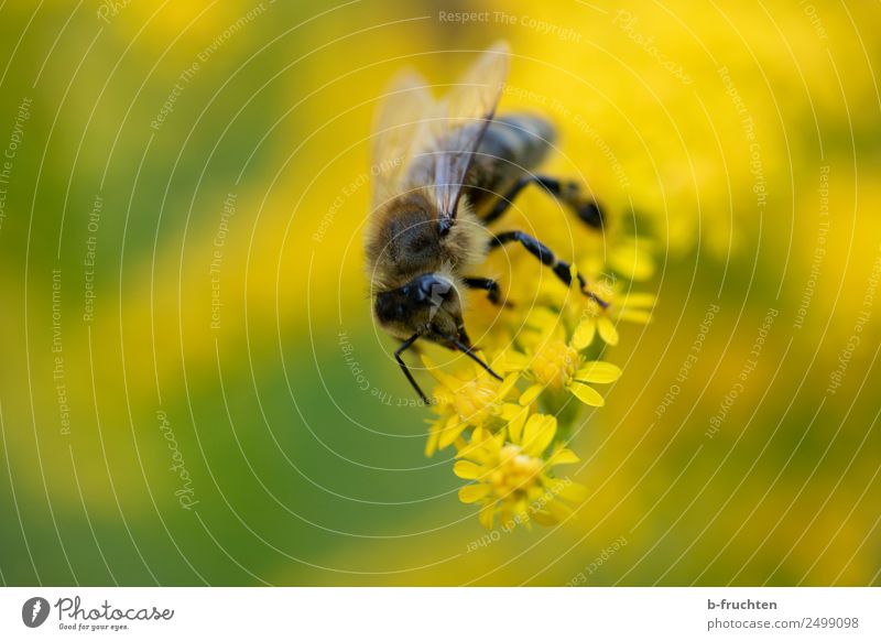 Bee on yellow blossom Blossom Garden Park Utilize Touch Blossoming To hold on Yellow Honey bee Pollen Collection Summer Nectar Pistil Herbaceous plants