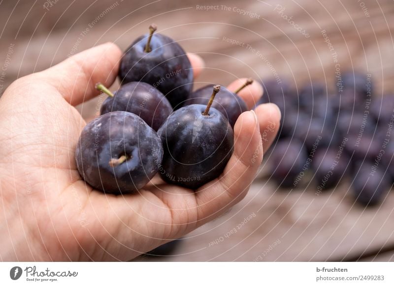 Fresh plums in your hand Food Fruit Organic produce Healthy Man Adults Hand Fingers Summer Box Wood To hold on Sell Plum plum harvest Many Pick Delicious Candy