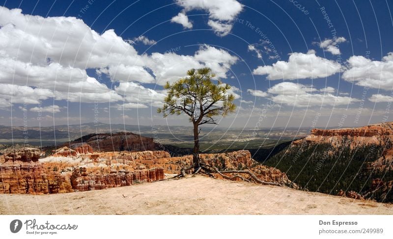 Ponderosa Pine Vacation & Travel Trip Adventure Far-off places Freedom Summer Mountain Hiking Nature Landscape Sky Clouds Tree Rock Peak Canyon Looking Deep