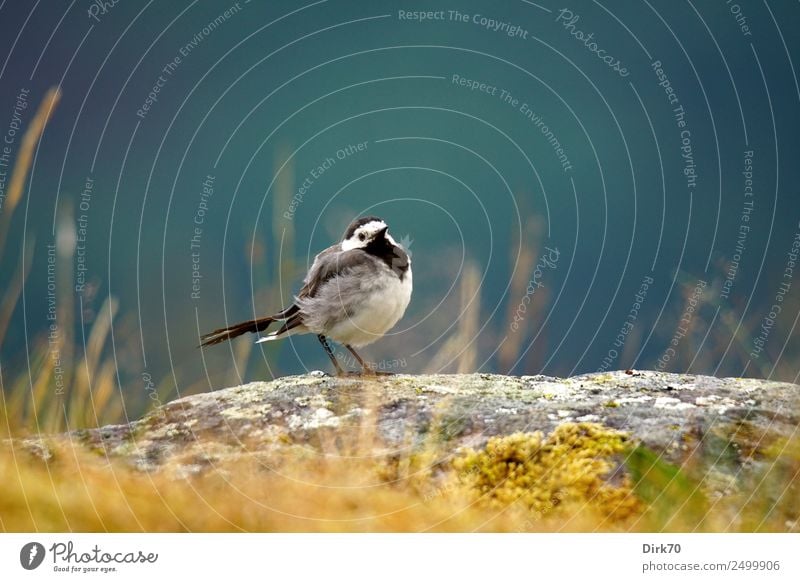 Wagtail on rocks Nature Sunlight Summer Beautiful weather Grass Moss Lichen Meadow Rock Mountain Sogndal Norway Animal Farm animal Bird Songbirds 1 Stone