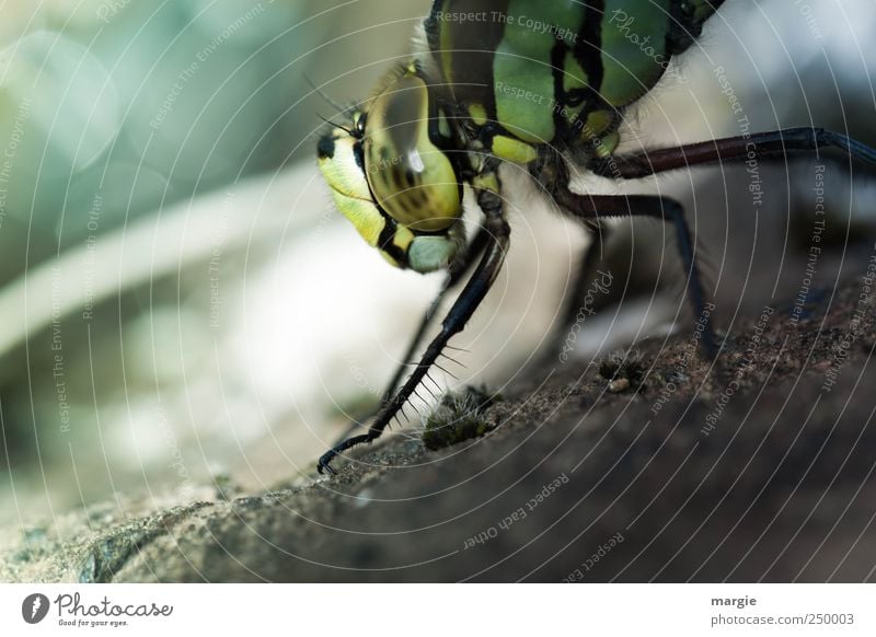 Morning gymnastics of a dragonfly at the pond Environment Nature Earth Sand Pond Brook Animal Beetle Animal face Claw Eyes Legs 1 Flying Crawl Looking Dive Wet