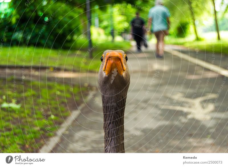 Funny portrait of a goose looking at camera in front. Joy Face Vacation & Travel Summer Garden Human being Zoo Nature Animal Park Pond Farm animal Wild animal