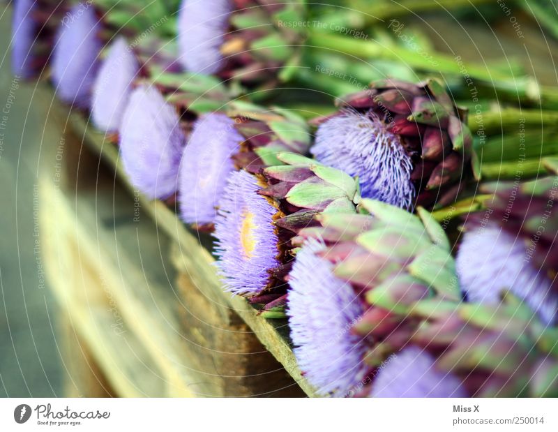 thistle Vegetable Plant Flower Leaf Blossom Thorny Violet Thistle blossom Artichoke Florist Flower shop Palett Colour photo Multicoloured Exterior shot Deserted