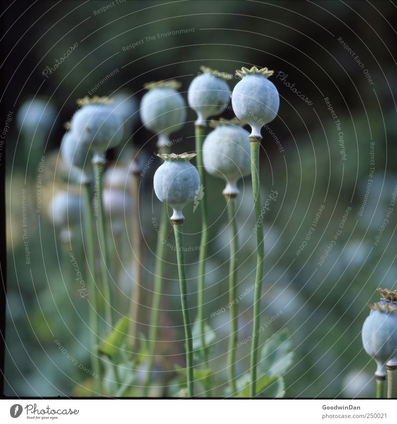 Hyde Park. Environment Nature Weather Beautiful weather Plant Flower Poppy capsule Garden Thin Authentic Simple Cold Many Colour photo Exterior shot Deserted