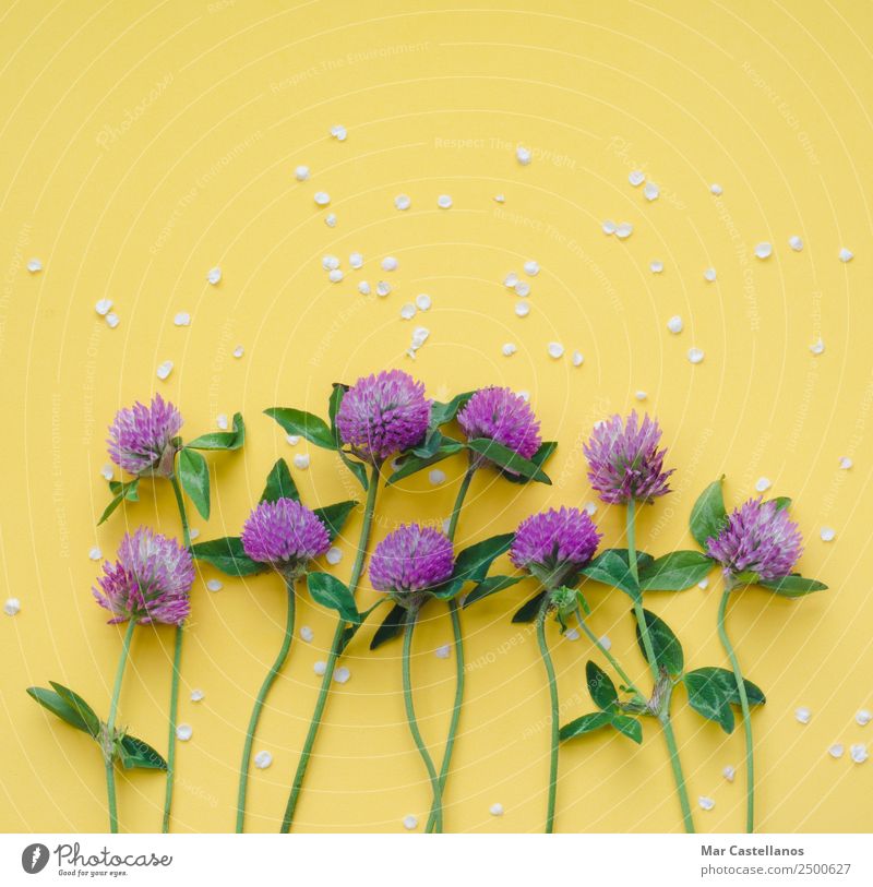 Clover flowers on yellow background Beautiful Summer Garden Art Plant Spring Flower Grass Leaf Blossom Wild plant Bouquet Catch Write Natural Yellow Green