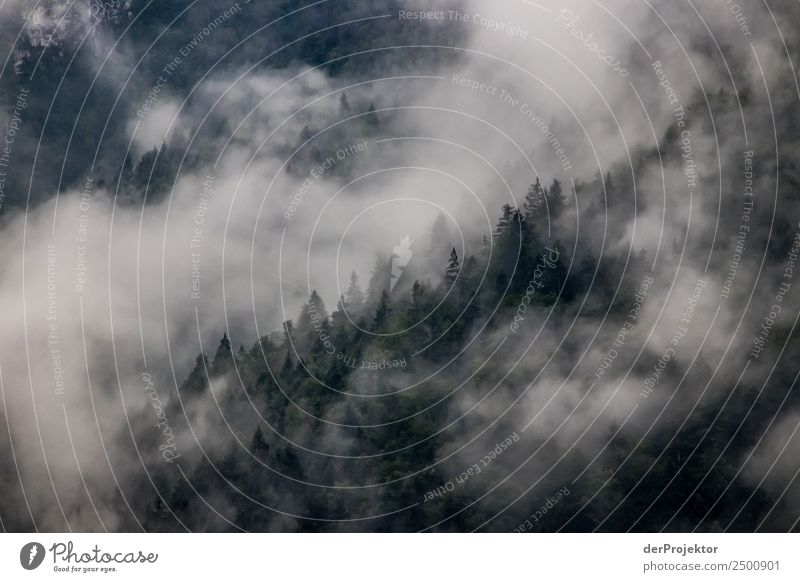 Waft of fog running through a spruce forest 2 Vacation & Travel Tourism Trip Adventure Far-off places Expedition Mountain Hiking Environment Nature Landscape