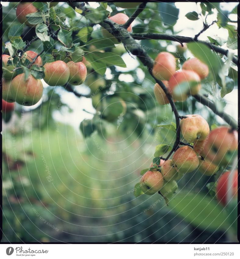 apples Fruit Apple Environment Nature Plant Summer Tree Agricultural crop Garden Garden plot Fresh Juicy Mature Apple tree Colour photo Exterior shot Day