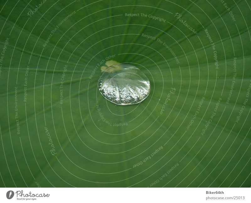 raindrop Rain Plant Leaf Water Nature