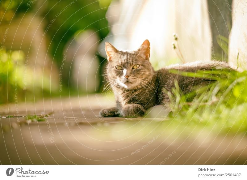 Grey tomcat on garden path Spring Summer Beautiful weather Grass Garden Park Animal Pet Cat Pelt 1 Cuddly Cute Gray Break Lanes & trails Soft Idyll Lie