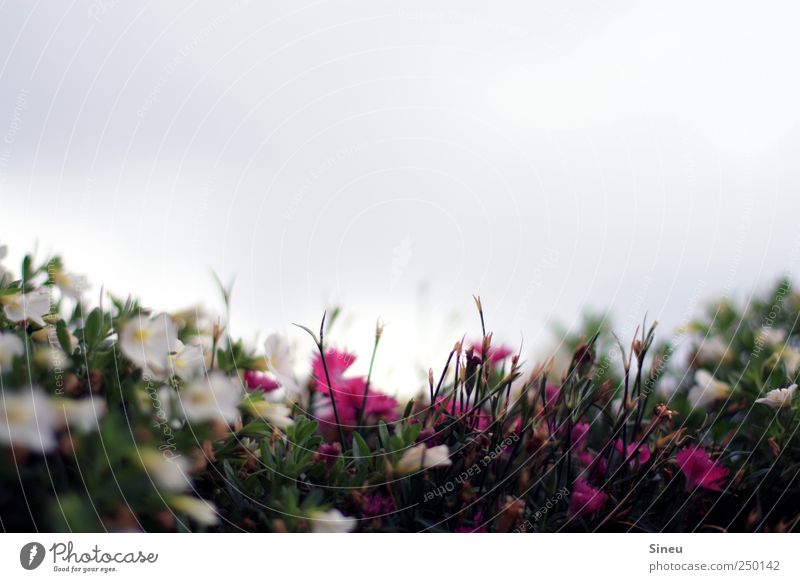 lucy in the sky with diamonds Nature Plant Sky Flower Small Natural Green Pink White Spring fever Relaxation Calm Colour photo Multicoloured Exterior shot