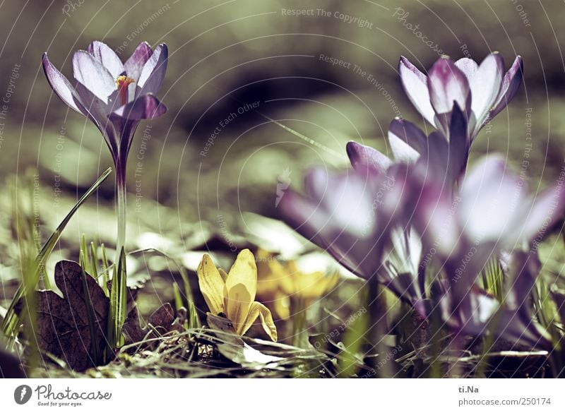 Flowers for you Environment Nature Plant Spring Grass Blossom Crocus Blossoming Fragrance Bright Beautiful Spring fever Colour photo Exterior shot