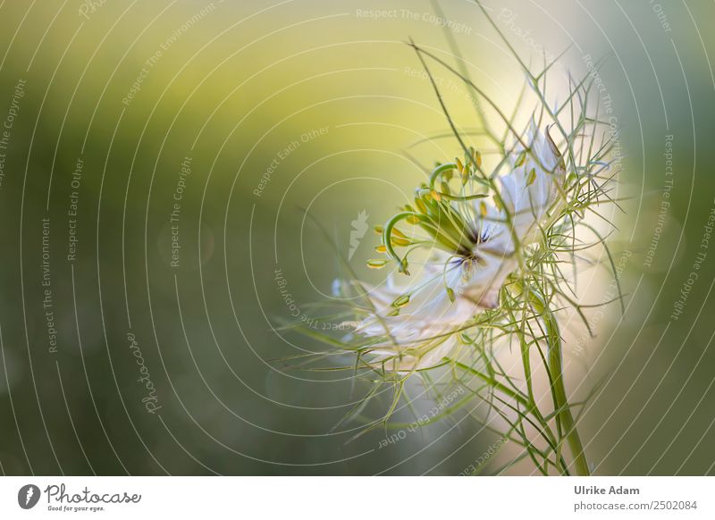 Maid in the green (Nigella damascena) - Flowers Elegant Design Beautiful Wellness Harmonious Well-being Contentment Relaxation Calm Meditation Spa Decoration