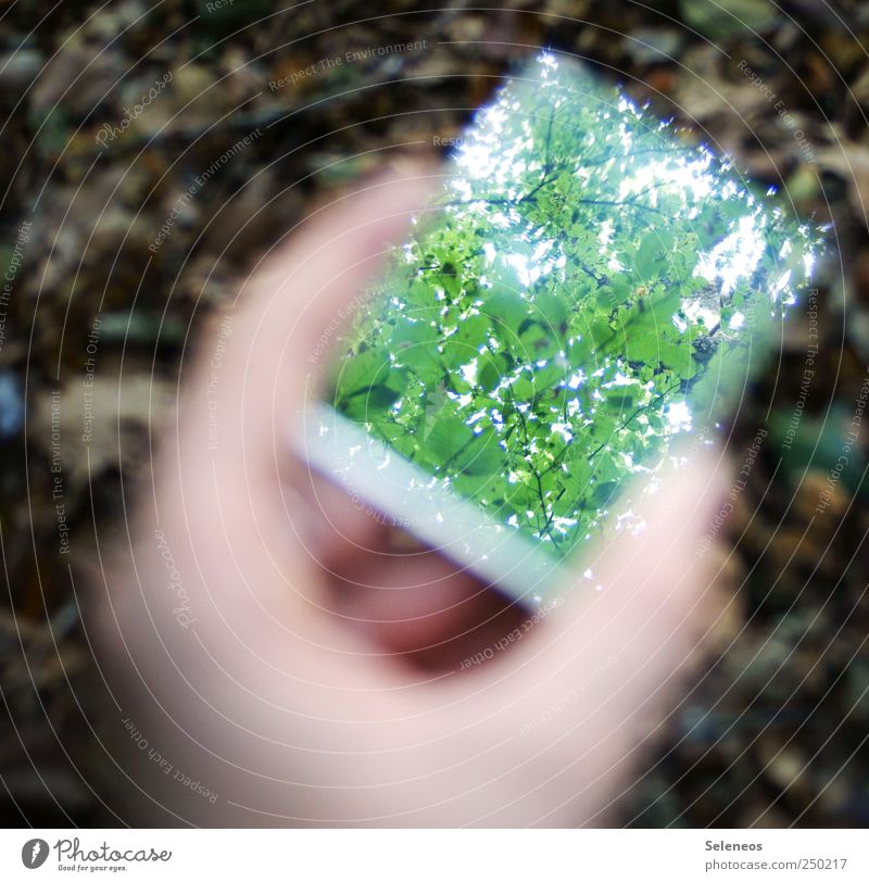 canopy Hand Fingers Environment Nature Summer Plant Tree Leaf Park Forest Mirror Perspective Environmental protection Reflection Colour photo Exterior shot Day