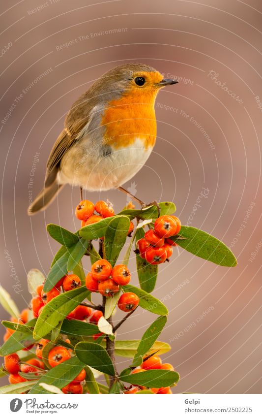 Pretty bird Beautiful Life Man Adults Environment Nature Animal Autumn Bird Small Natural Wild Brown White wildlife robin Berries red fruit branch common