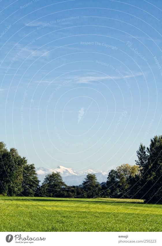 alpine view Environment Nature Landscape Sky Cloudless sky Summer Tree Foliage plant Meadow Field Alps Mountain Natural Blue Green Far-off places Agriculture