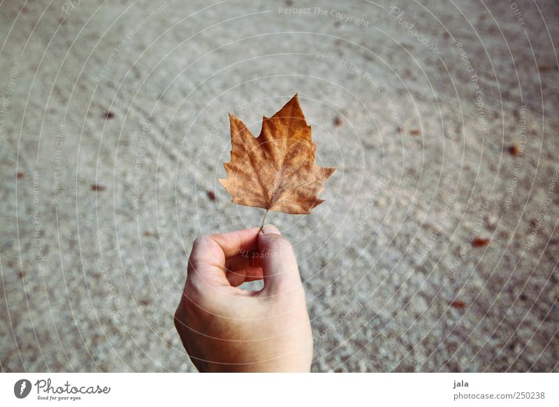 autumn leaf Hand Nature Autumn Leaf Natural Gold Gray Retentive Indicate Colour photo Exterior shot Copy Space left Copy Space right Copy Space top