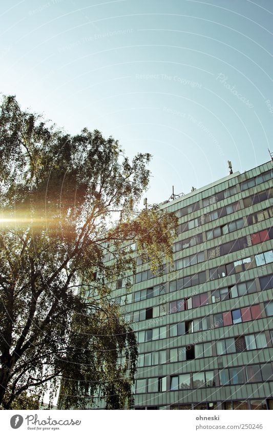 Light on! Cloudless sky Beautiful weather Tree Birch tree Bochum House (Residential Structure) High-rise Manmade structures Building Facade Window Colour photo