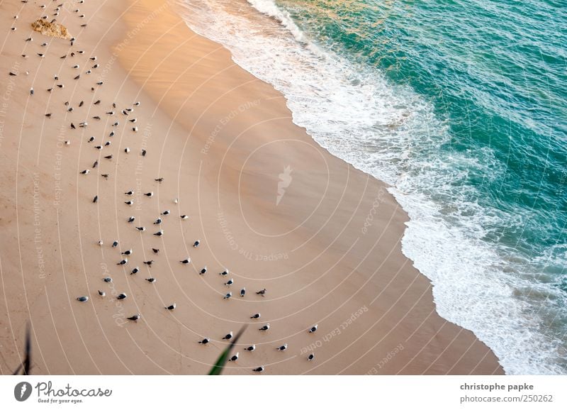 The beach guards Vacation & Travel Summer Summer vacation Beach Ocean Waves Bird Flock Sit Wait Environment Break Guard White crest Seagull Colour photo