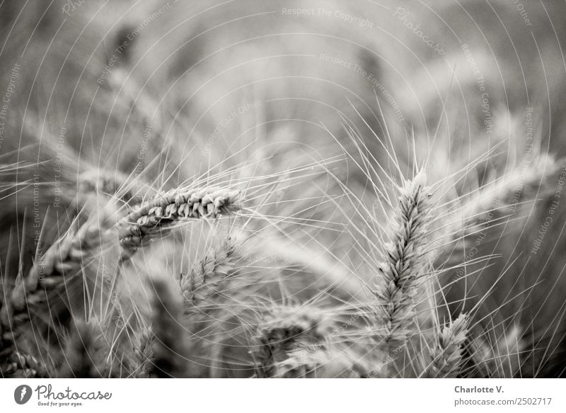 barley Plant Summer Agricultural crop Barley Barleyfield Grain Grain field Elegant Natural Thorny Gray Calm Flexible Grief Power Moody Environment Growth