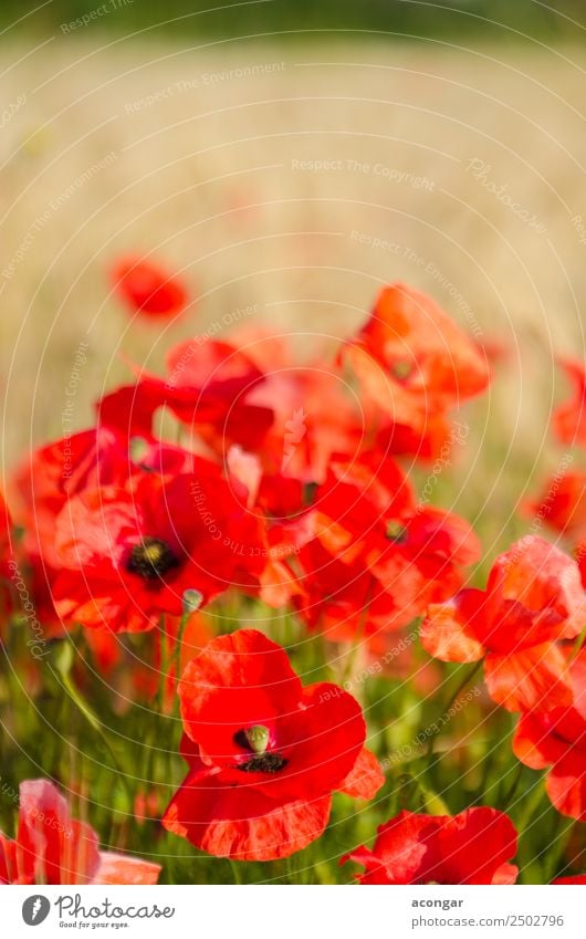 Poppies in wheat field under the morning sun Beautiful Summer Environment Landscape Plant Flower Blossom Meadow Fresh Bright Natural Red Colour agriculture