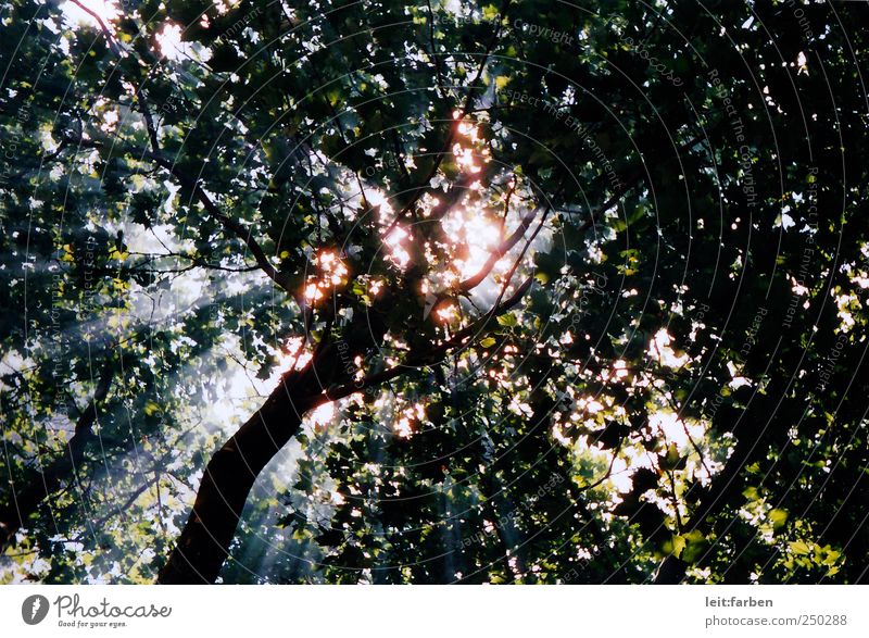 21. September 2011 / Hamburg / Schanze Nature Sky Sun Sunlight Summer Autumn Weather Beautiful weather Tree Schanzen quarter St. Pauli Federal eagle Europe