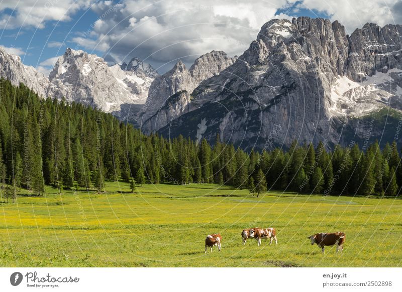 suckingly happy Vacation & Travel Summer vacation Mountain Nature Landscape Clouds Spring Beautiful weather Meadow Forest Rock Alps Dolomites Peak Italy