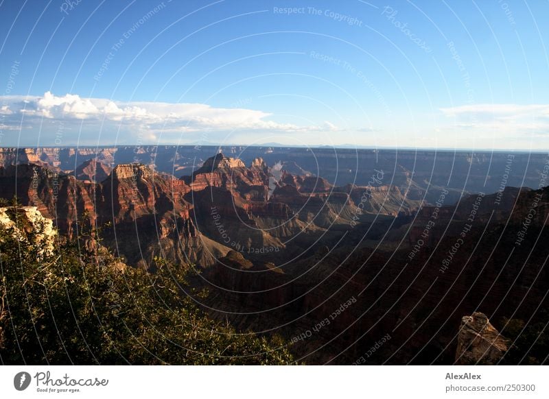 Gand Canyon North Rim View Beautiful weather Tree Bushes Rock Mountain Grand Canyon Peak Arizona Stone Blue sky Hiking Old Esthetic Large Wild Red Wanderlust