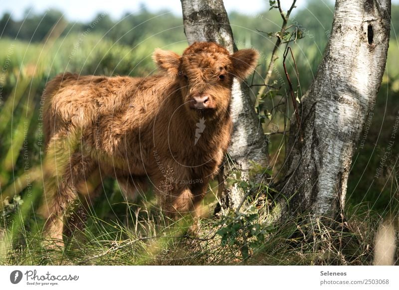 Awwwwww Tourism Trip Summer Environment Nature Beautiful weather Tree Field Animal Farm animal Cow Animal face Pelt 1 Baby animal Cuddly Soft Colour photo