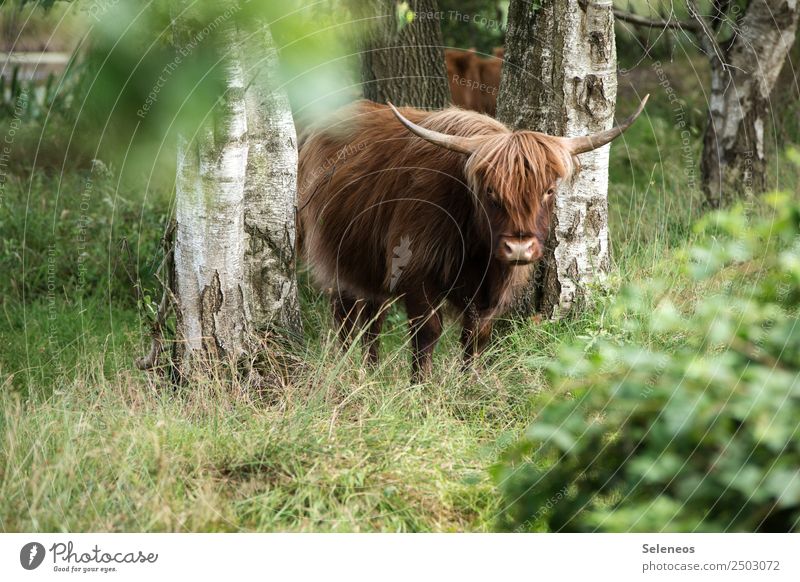 cattle Vacation & Travel Tourism Trip Adventure Summer Environment Nature Beautiful weather Plant Birch wood Birch tree Park Forest Animal Farm animal Cow