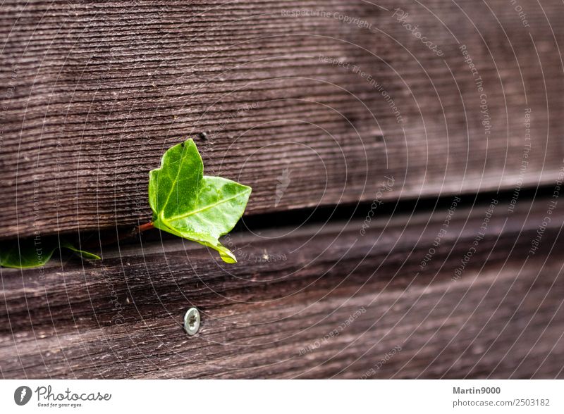 Life - Happiness Happy Spring Leaf Foliage plant Sign Sharp-edged Success Brash Uniqueness Curiosity Strong Brown Green Emotions Joie de vivre (Vitality)