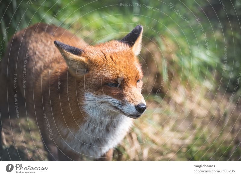 European Red Fox Adults Nature Landscape Animal Grass Lie Wild Green alert background British Carnivore England european red fox fauna low angle Mammal Native