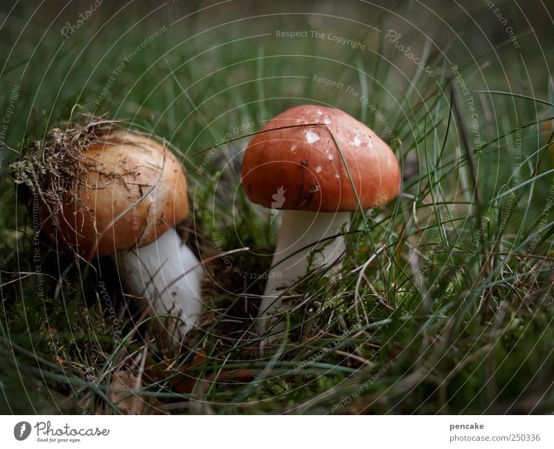 mycophilic idyll Nature Plant Autumn Grass Moss Wild plant mushrooms Mushroom russula Heathland Luneburg Heath Looking Green Pink Red Environment Colour photo