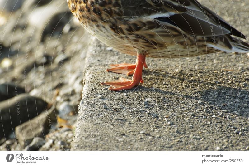 hydrophobia Environment Nature Earth Sunrise Sunset Beautiful weather Coast Lake Lake Constance Animal Wild animal Duck 1 Authentic Brown Red White Colour photo