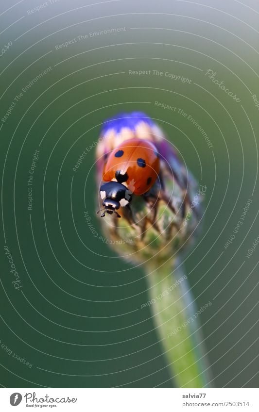 soon it blossoms Nature Summer Plant Flower Blossom Bud Cornflower Garden Meadow Wild animal Beetle Seven-spot ladybird Ladybird Insect 1 Animal Crawl