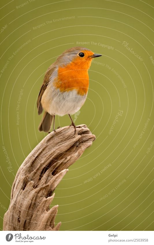 Pretty bird Beautiful Life Man Adults Environment Nature Animal Bird Small Natural Wild Brown White wildlife robin common perched background passerine