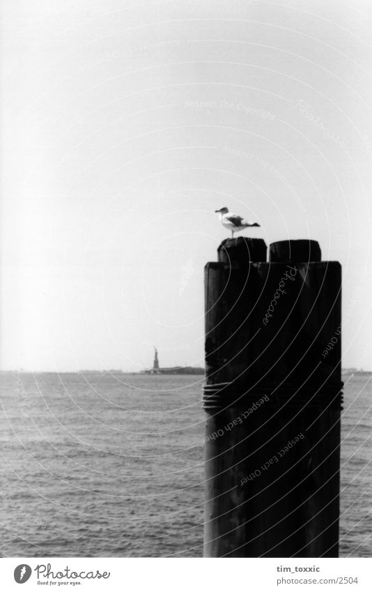 new_york.00 New York City Manhattan Bird Pigeon USA Water Sky Bollard Black & white photo Atlantic Ocean Coast Bright background Isolated Image Jetty