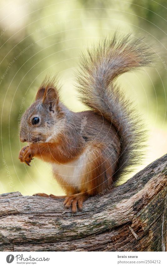 Red Squirrel eating Leisure and hobbies Education Science & Research Biology Environment Nature Animal Earth Forest Wild animal 1 ardilla roja fauna animals