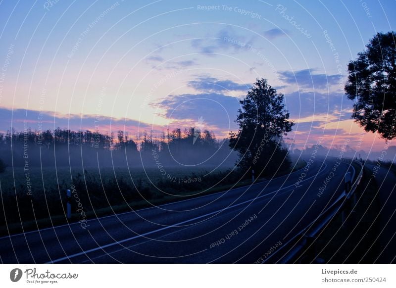 in to the light Environment Nature Landscape Plant Sky Clouds Sunrise Sunset Autumn Fog Expectation Fog bank Curve blue light Colour photo Morning Dawn