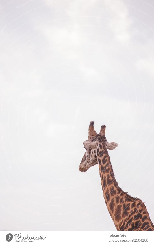 Giraffes in masai mara in kenya africa Vacation & Travel Tourism Trip Safari Summer Nature Landscape Animal Sky Warmth Grass Park Meadow Herd Wild Kenya Africa