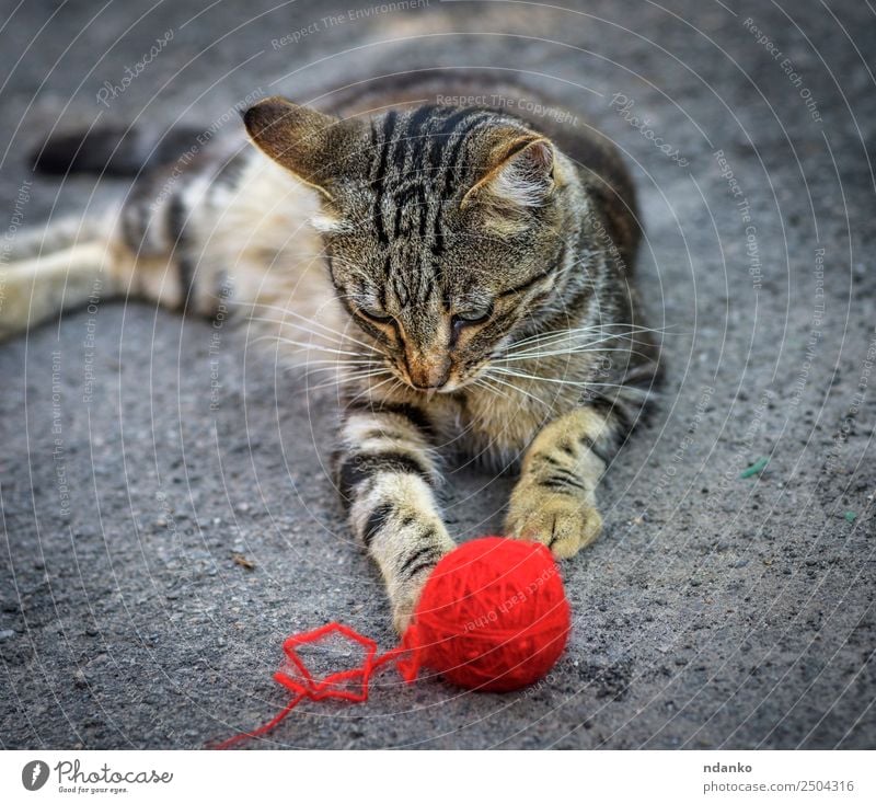 young gray kitten Summer Nature Animal Pet Cat 1 Lie Playing Cute Gray Red tabby Domestic Kitten eye Mammal Striped ball lies plays woolen Colour photo