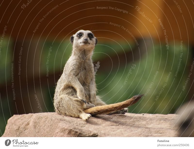 Potent! Environment Nature Animal Wild animal Pelt Natural Meerkat Tails Sit Observe Colour photo Multicoloured Exterior shot Close-up Copy Space left