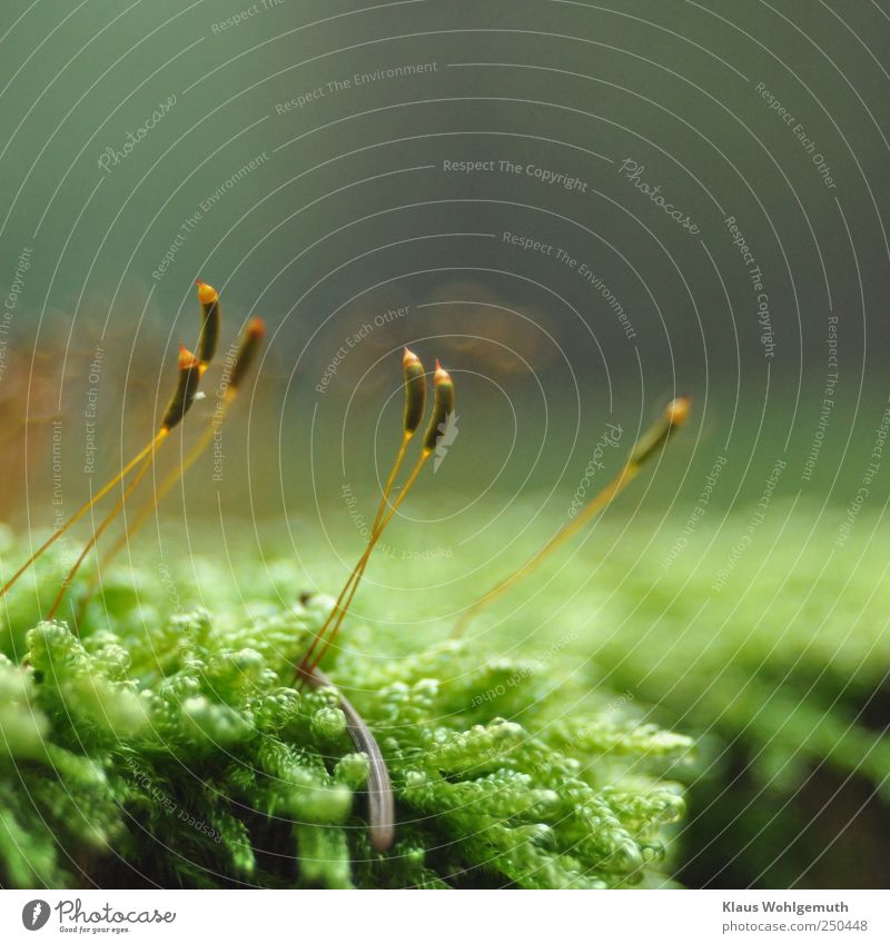 Cypress-shaped sleeping moss?? Here it stretches its spore bearers towards the sun. Environment Plant Moss Wild plant Brown Green Spore capsule