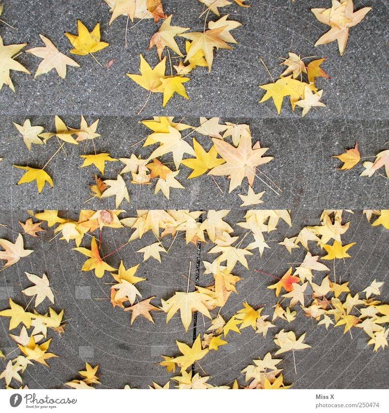 star thaler Autumn Leaf To fall Star (Symbol) Maple tree Maple leaf Autumn leaves Autumnal Autumnal colours Colour photo Multicoloured Exterior shot Pattern