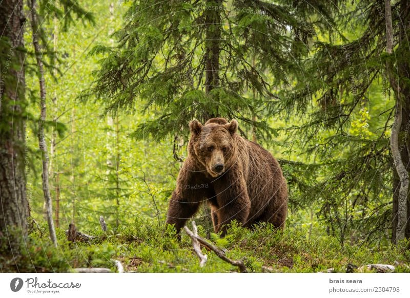 Brown Bear on forest Adventure Safari Camping Hunting Agriculture Forestry Environment Nature Animal Earth Tree Fur coat Wild animal Brown bear 1