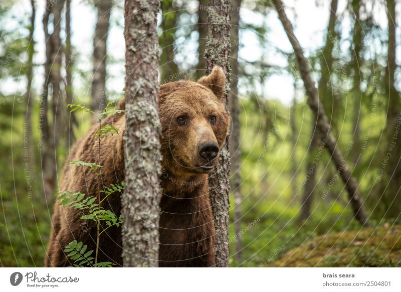 Brown Bear Vacation & Travel Adventure Science & Research Biologist Hunter Environment Nature Animal Earth Tree Forest Wild animal 1 Love of animals Fear