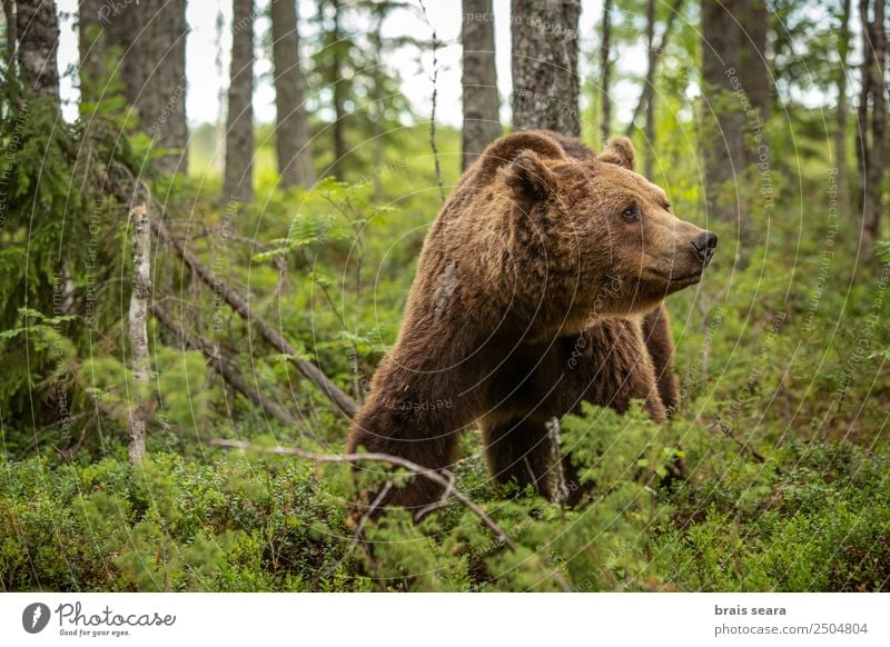 Brown Bear Vacation & Travel Science & Research Biology Hunter Environment Nature Animal Earth Tree Forest Wild animal 1 Love of animals