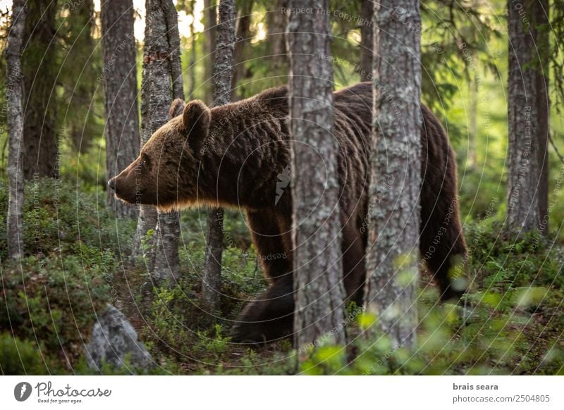 Brown Bear Science & Research Biology Biologist Hunter Environment Nature Animal Earth Tree Forest Wild animal 1 Love of animals Environmental protection