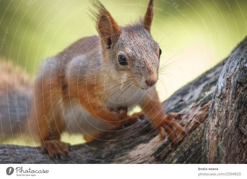 Red Squirrel. Eating Lifestyle Happy Face Winter Snow Environment Nature Animal Earth Autumn Tree Park Forest Fur coat Pet Wild animal 1 Feeding Funny Natural